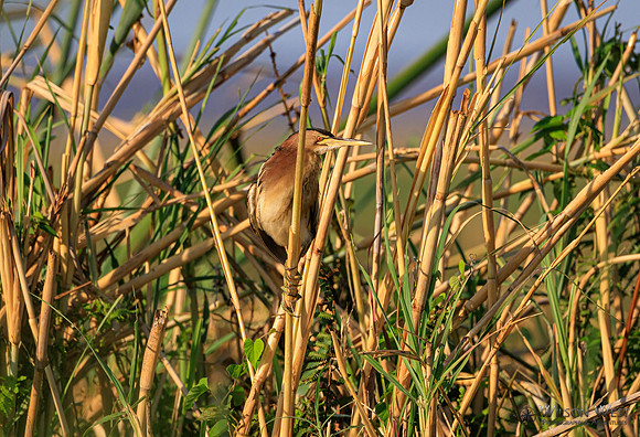 Little Bittern
