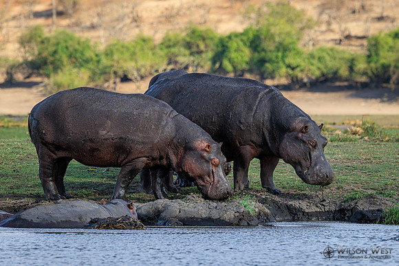 Hippopotamus
