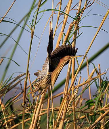 Little Bittern