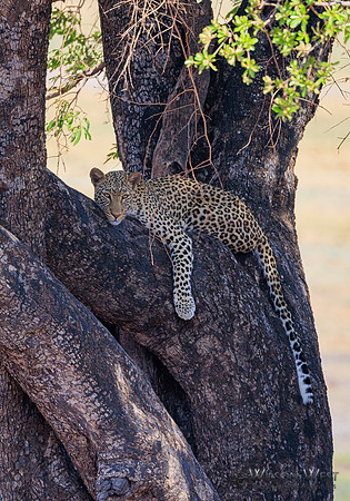 Leopard