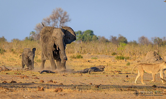 Lion, Elephant