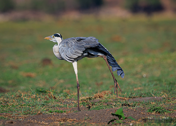 Gray Heron