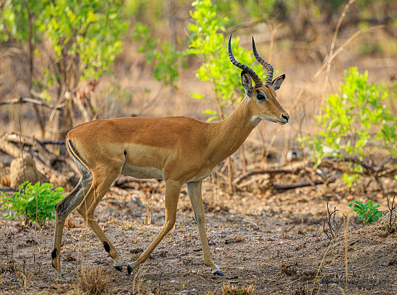 Impala