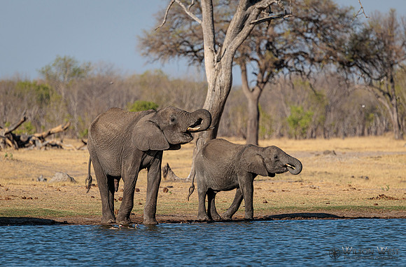 Elephant