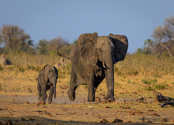 Elephant