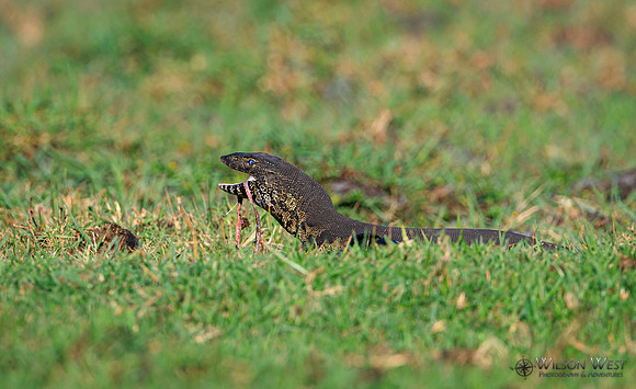 Water Monitor