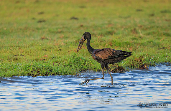 Openbill Stork