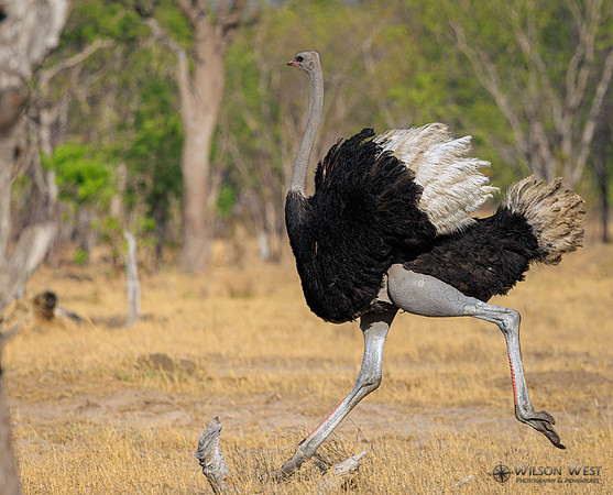 Ostrich