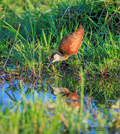 Jacana