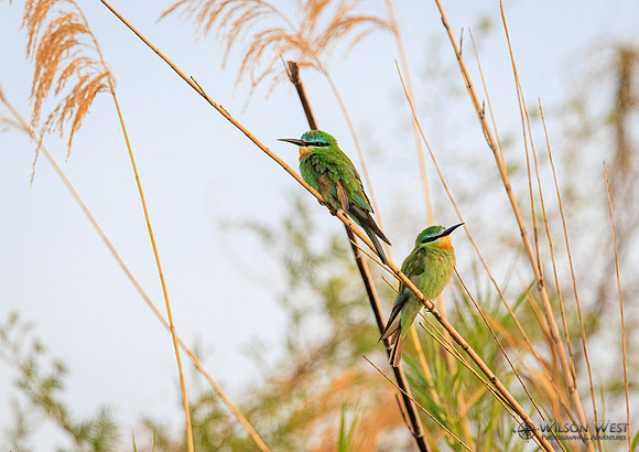 Blue-cheeked Bee-eater