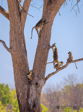 Baboon