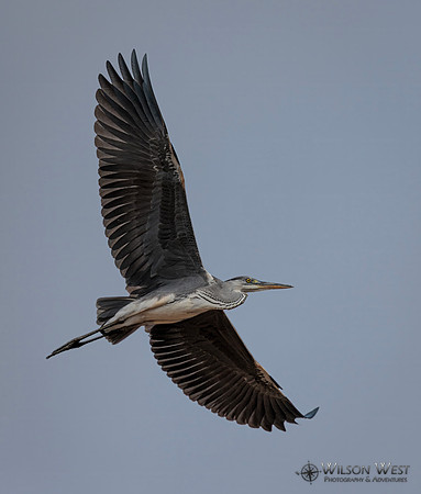 Gray Heron