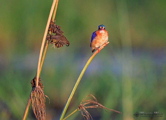 Malachite Kingfisher