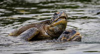 12-2 Black Turtle Cove, Santa Cruz
