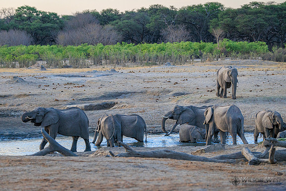 Elephant