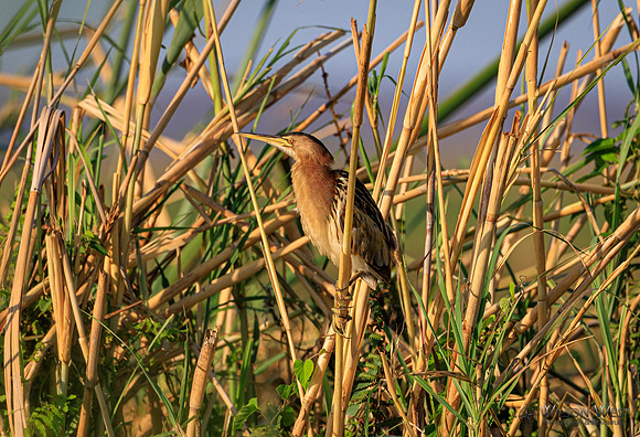 Little Bittern