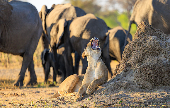Lion, Elephant