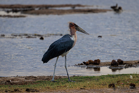 Marabou Stork