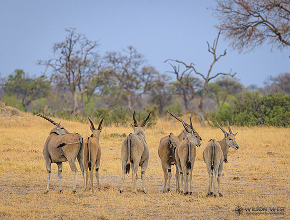 Eland