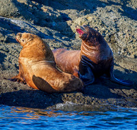 Puget Sound Cruises - 2021
