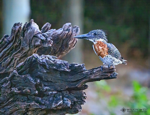 Giant Kingfisher