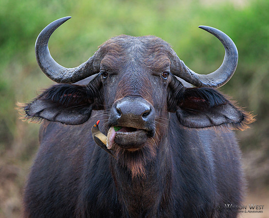 Cape Buffalo, Red-billed Oxpecker