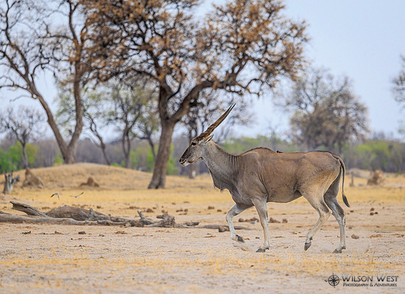 Eland