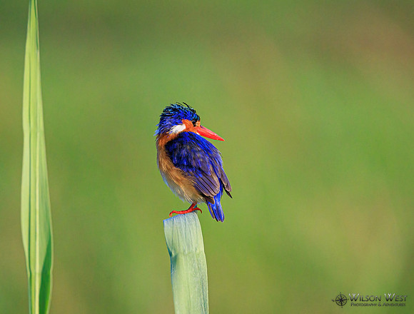 Malachite Kingfisher