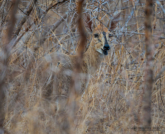 Steenbok