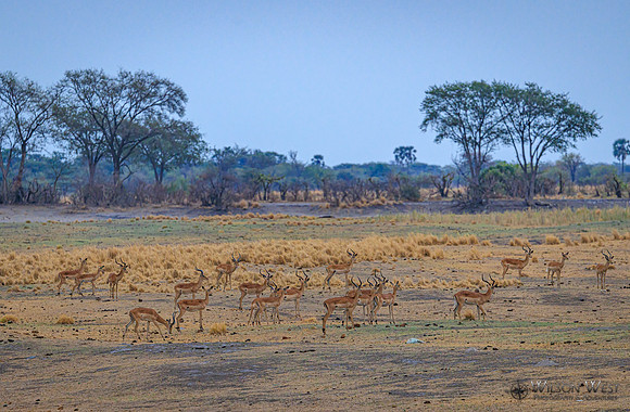 Baboon, Burchell's Zebra, Impala