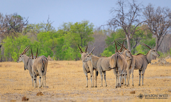 Eland