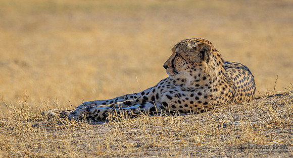 Cheetah