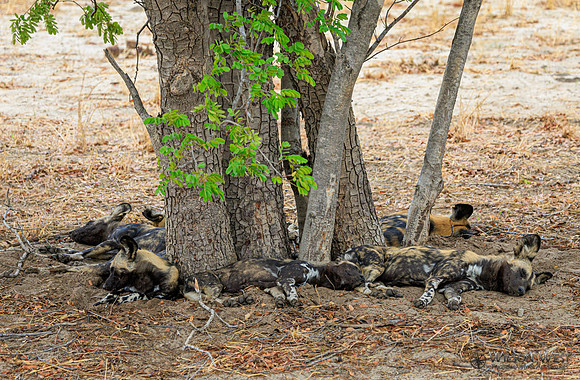 African Wild Dog