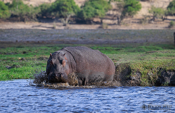 Hippopotamus