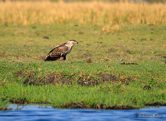 African Fish Eagle