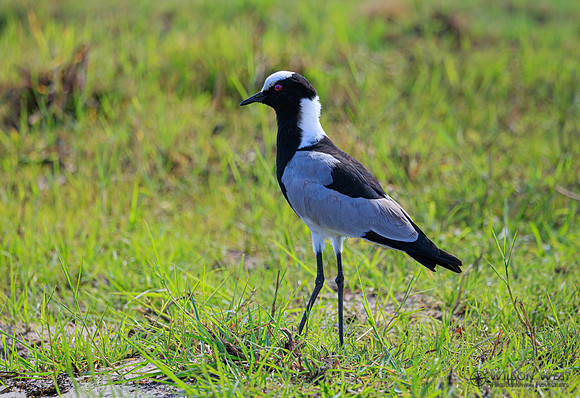 Blacksmith Lapwing