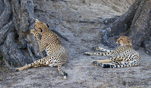 Cheetah