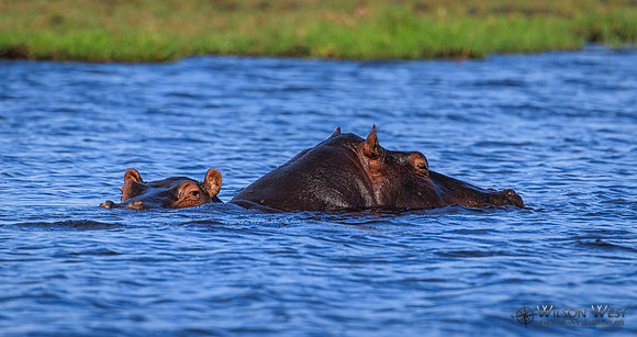 Hippopotamus
