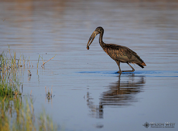 Openbill Stork