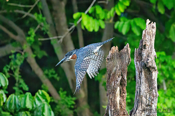 Giant Kingfisher