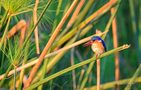 Malachite Kingfisher