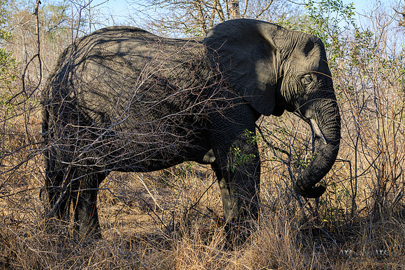Elephant