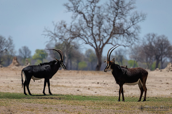 Sable Antelope
