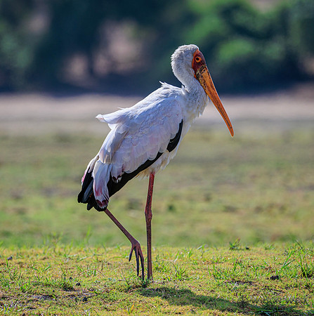 Yellow-billed Stork