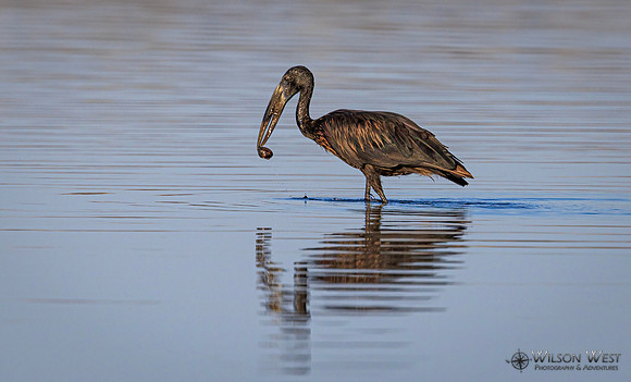 Openbill Stork