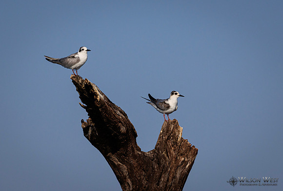 Whiskered Tern