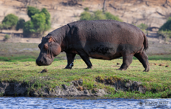 Hippopotamus