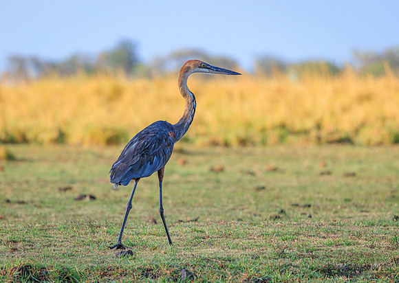 Purple Heron