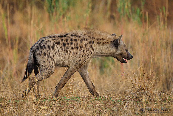 Spotted Hyena