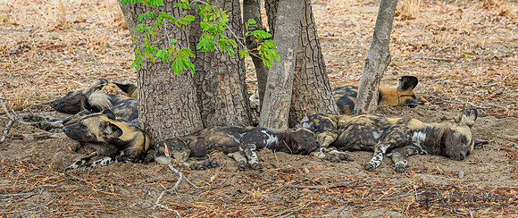 African Wild Dog